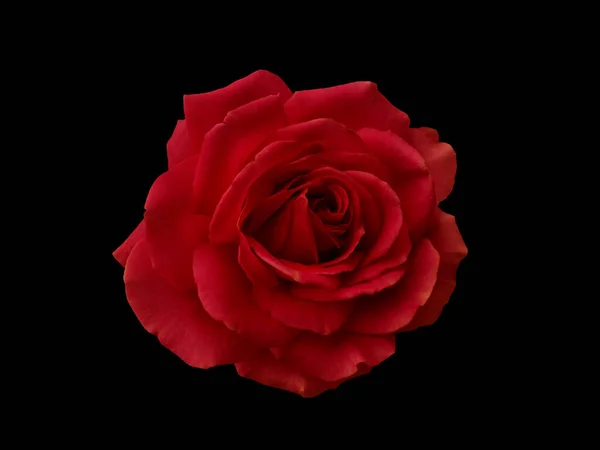 Rose rouge foncé est sur fond noir — Photo