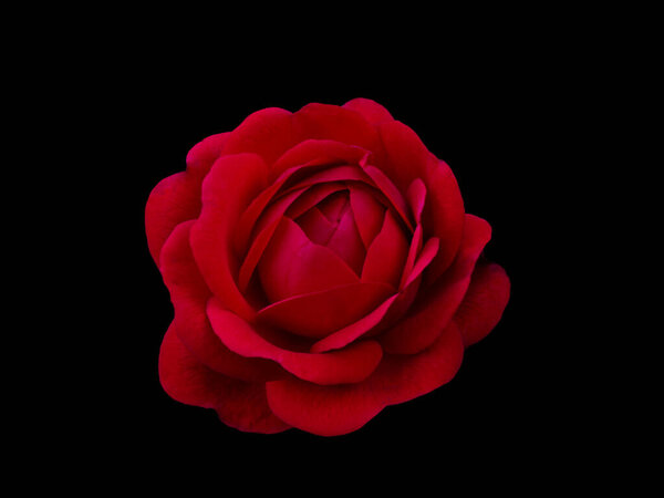 Single Dark red rose is on black background