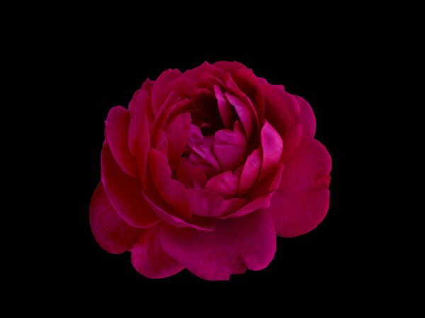 Pink classic rose isolated on black background