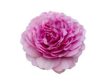Beyaz arka planda izole edilmiş taze pembe gül.