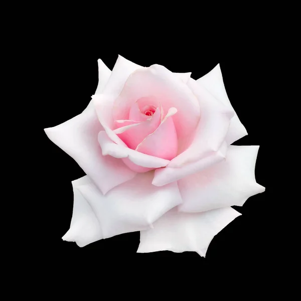 White rose isolated on a black background — Stock Photo, Image