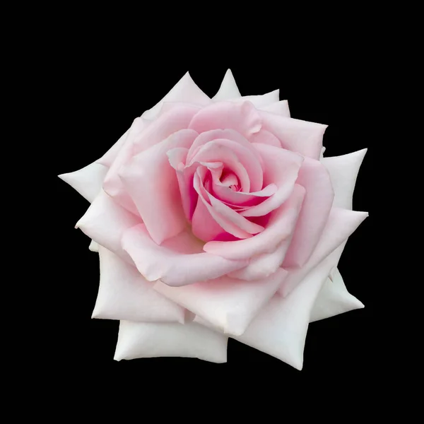White rose isolated on a black background — Stock Photo, Image