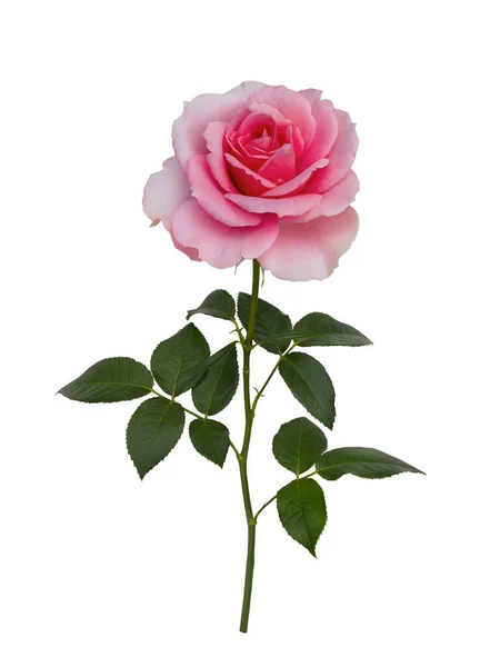 Ніжна рожева троянда з зеленим листям ізольовані на білому тлі — стокове фото