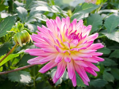 terry dahlia 'Sabrina'