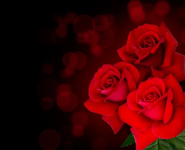 Three red roses — Stock Photo, Image