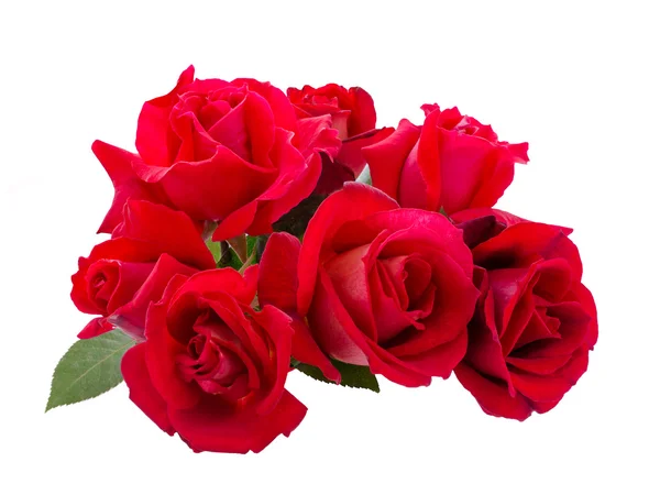 Strauß roter Rose — Stockfoto