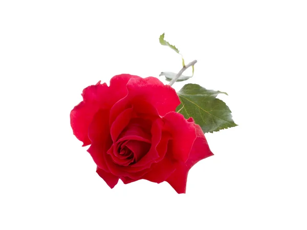 Rote Rose — Stockfoto