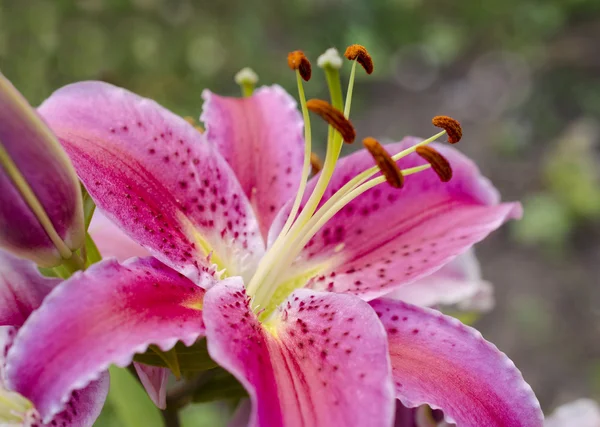 Liljesorter blommor — Stockfoto