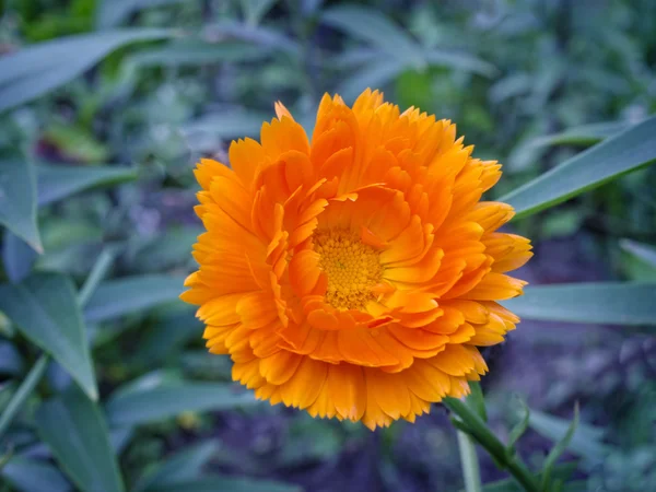 Calendula  - bright beautiful orange flower — Stock Photo, Image