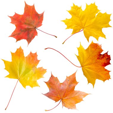 parlak akçaağaç yaprakları