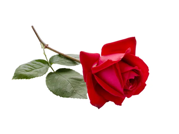 Rød rose – stockfoto