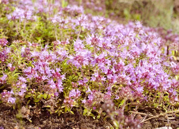 香百里香花在户外 — 图库照片