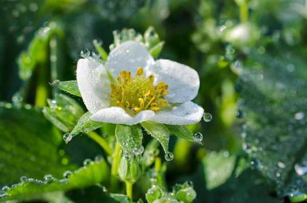 Strawberry flower with dew drops — Stock Photo, Image