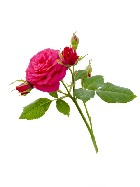 Rote Rose — Stockfoto