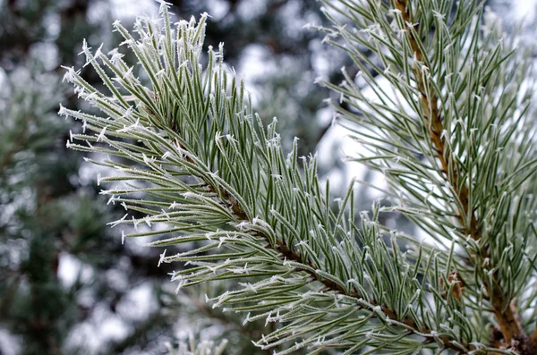 冷凍の小ぎれいなな枝 — ストック写真