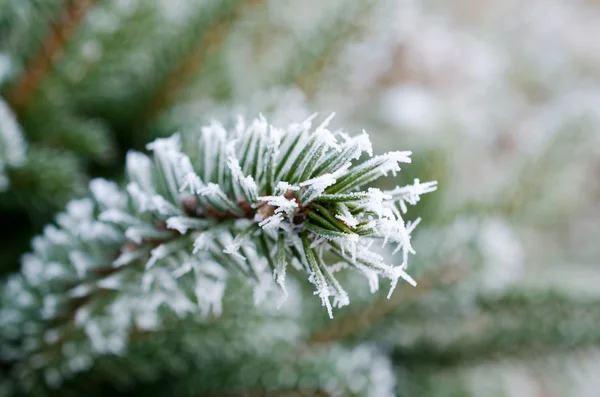 Frozen spruce branches — Stock Photo, Image