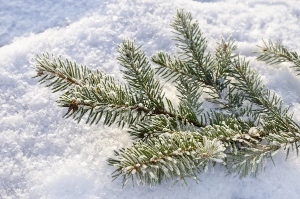 挂在白雪覆盖的冷杉树枝上的红球 — 图库照片