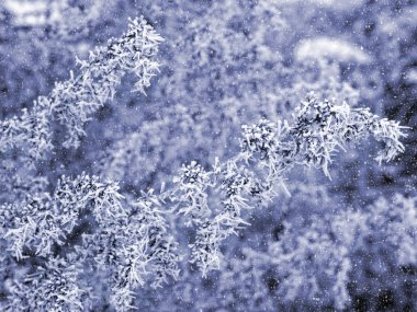 Ağaç dalları tüylü hoarfrost ile kaplı