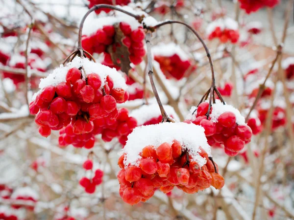 Viburnum-bær dekket med myk snø – stockfoto