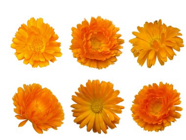 Calendula - parlak güzel portakal çiçeği