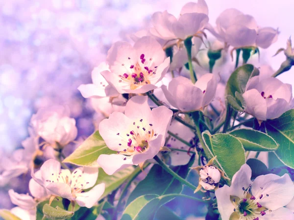 Flowering branch of pear — Stock Photo, Image