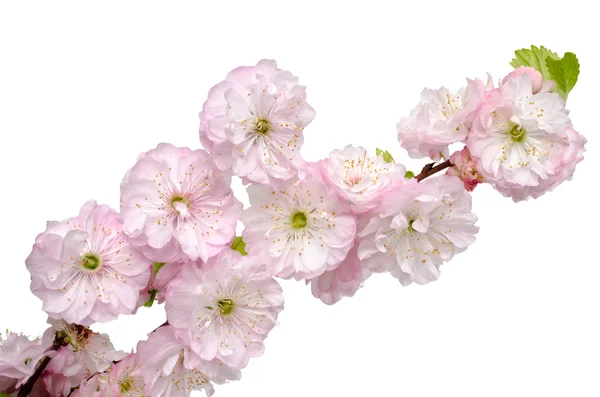 Blossoming Almond branch — Stock Photo, Image