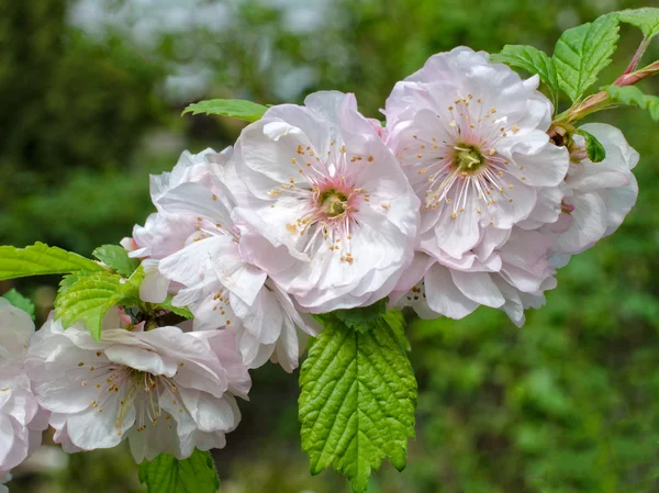 Branche d'amande fleurie dans le jardin — Photo