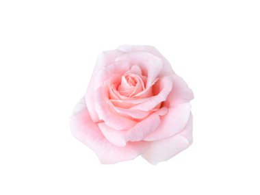 parlak güzel pembe Gül