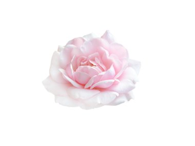 parlak güzel pembe Gül