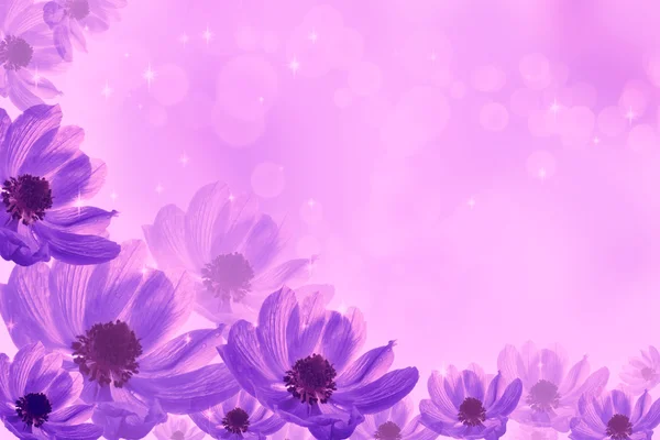 Fantastischer Hintergrund mit Blütenanemone — Stockfoto