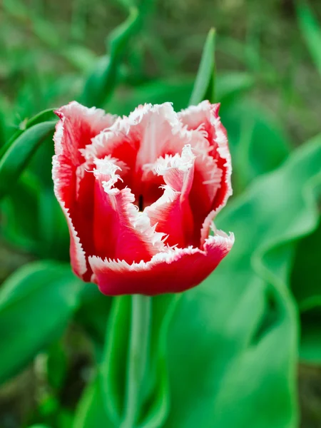 Tulipan frędzlami — Zdjęcie stockowe