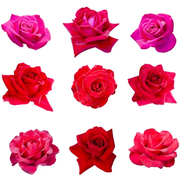 Collage de nueve rosas rosadas —  Fotos de Stock