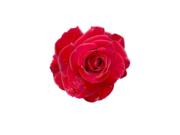 Red Rose with drops of dew isolated on white background