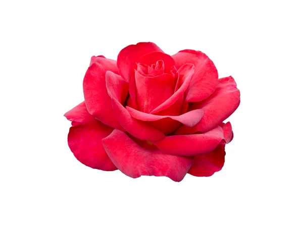 Rosa roja — Foto de Stock