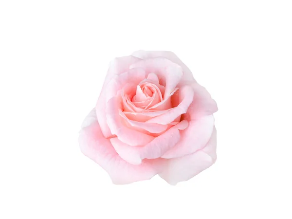 Яскрава красива рожева троянда — стокове фото