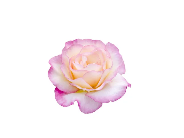 Яскрава красива рожева троянда — стокове фото