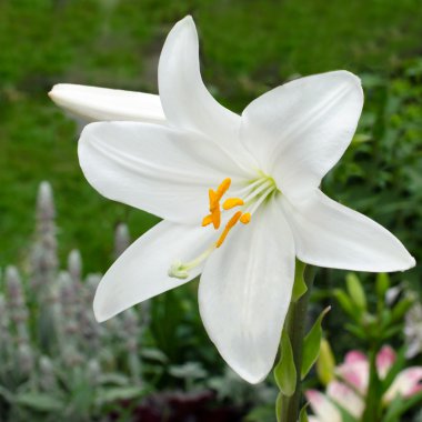 Lily çiçekleri çeşitlendirir