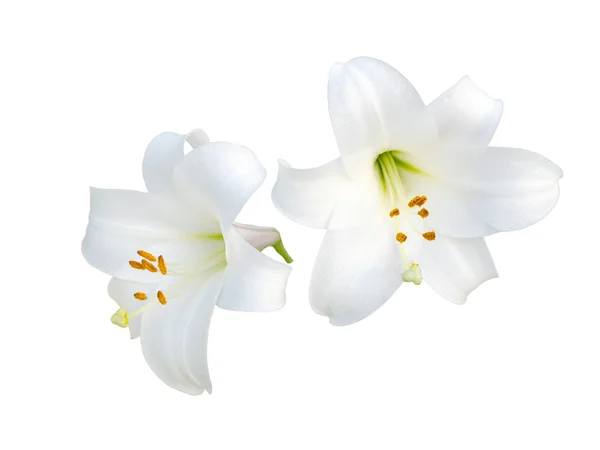 Квіти лілії сортів — стокове фото