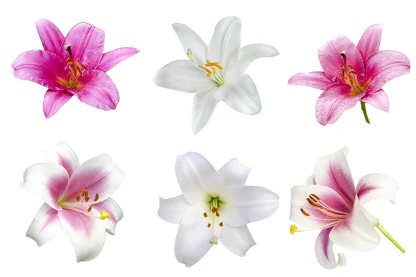 Flores de variedades Lily — Foto de Stock