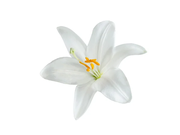 Lily odrůdy květiny — Stock fotografie
