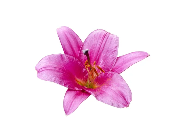 Flores de variedades Lily — Foto de Stock