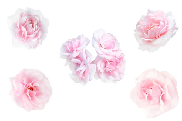 Koláž z růžových růží — Stock fotografie