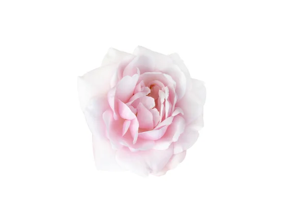 Rosa bonito brilhante rosa — Fotografia de Stock