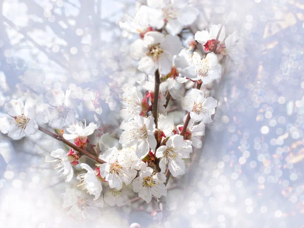 Cherry blossoms — Stock Photo, Image