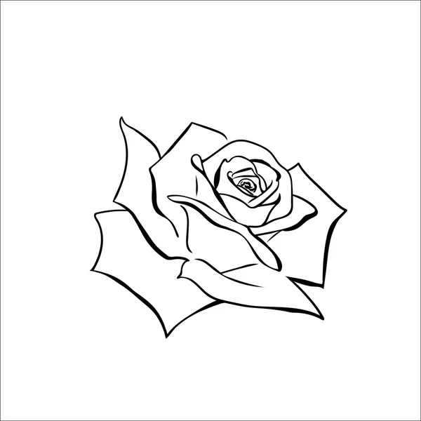 Rose sketch — Stock Vector