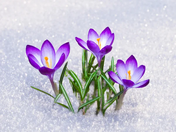 Eerste crocus bloemen — Stockfoto