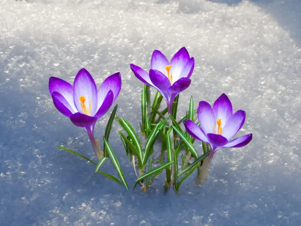 Erste Krokusblüten — Stockfoto