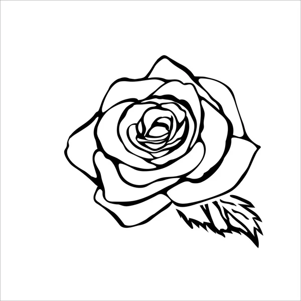 Rose sketch — Stock Vector