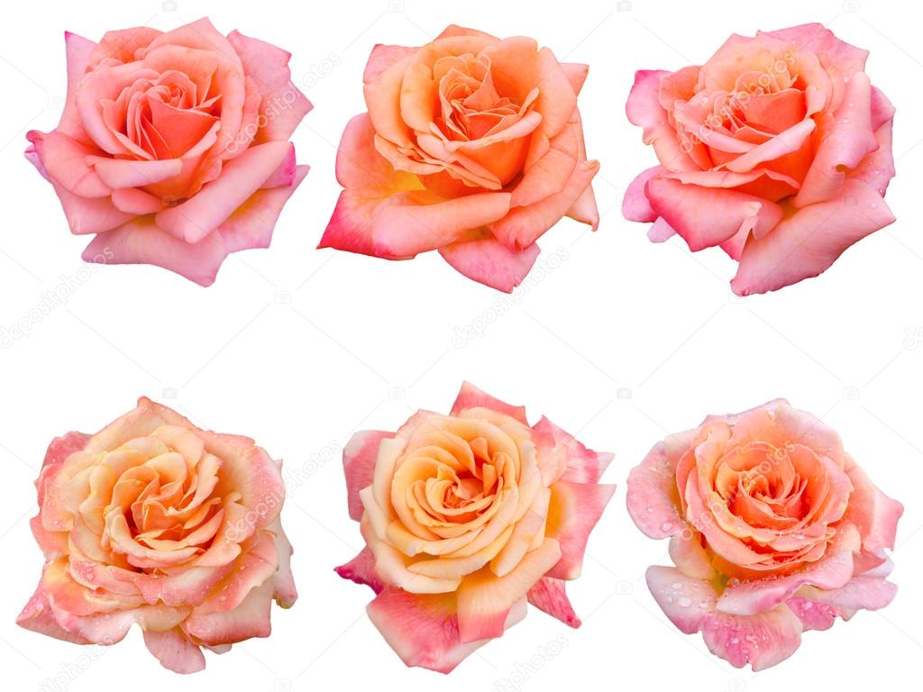collage of six pink roses