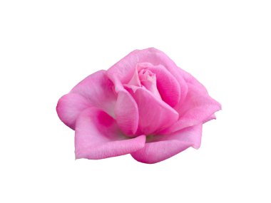 parlak güzel pembe Gül